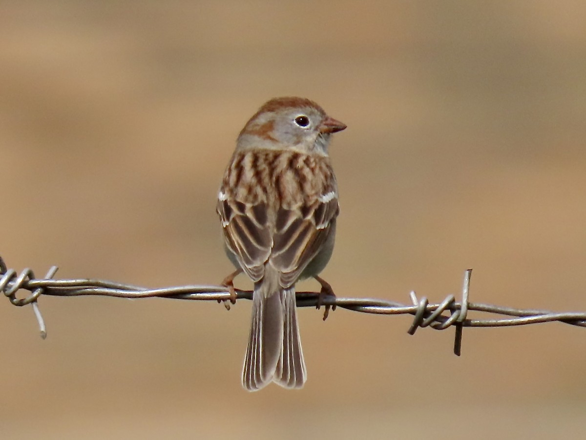 Field Sparrow - ML618432629
