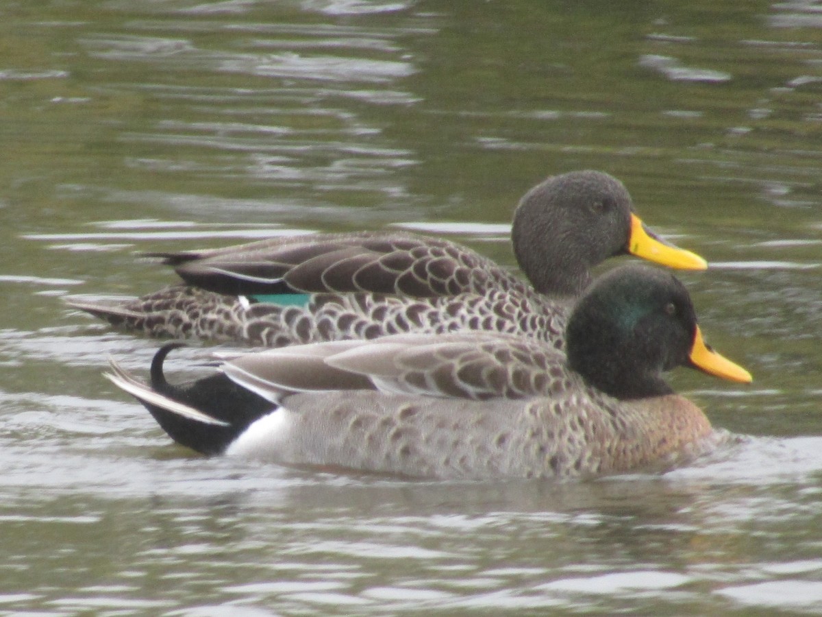 Yellow-billed Duck x Mallard (hybrid) - ML618432632