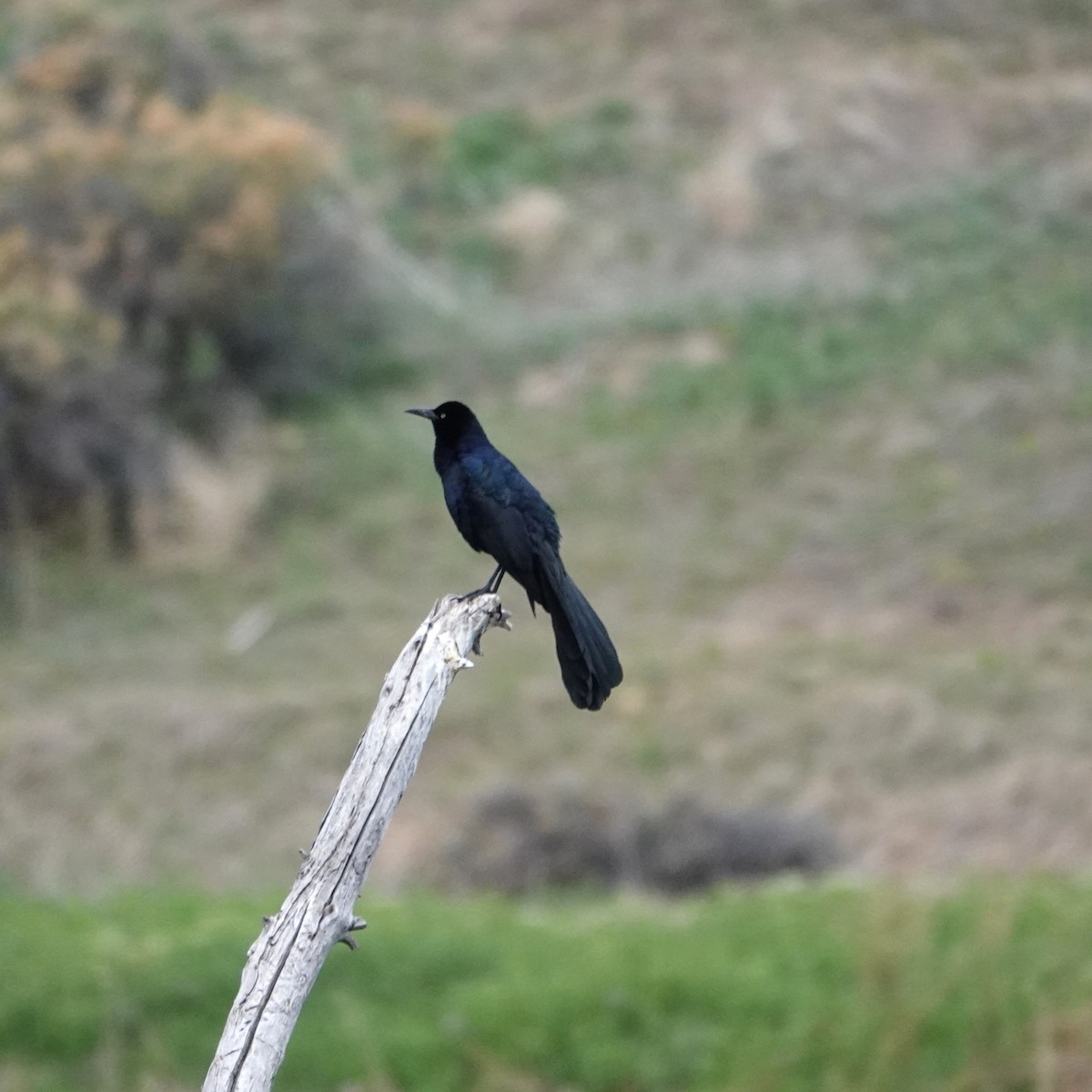 Great-tailed Grackle - ML618432636