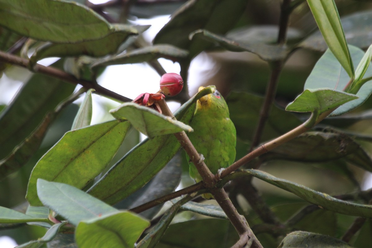 Blue-fronted Parrotlet - ML618432659
