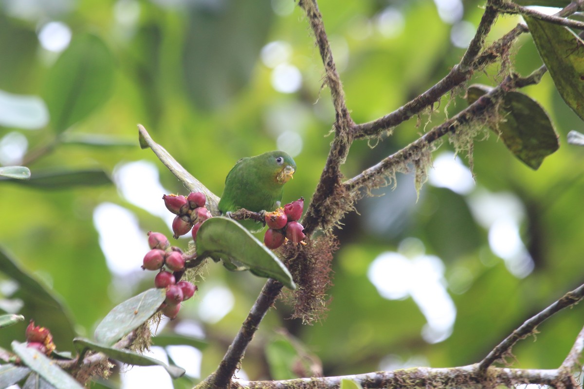 Blue-fronted Parrotlet - ML618432661