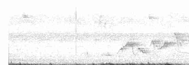 Дрізд-короткодзьоб Cвенсона - ML618432674