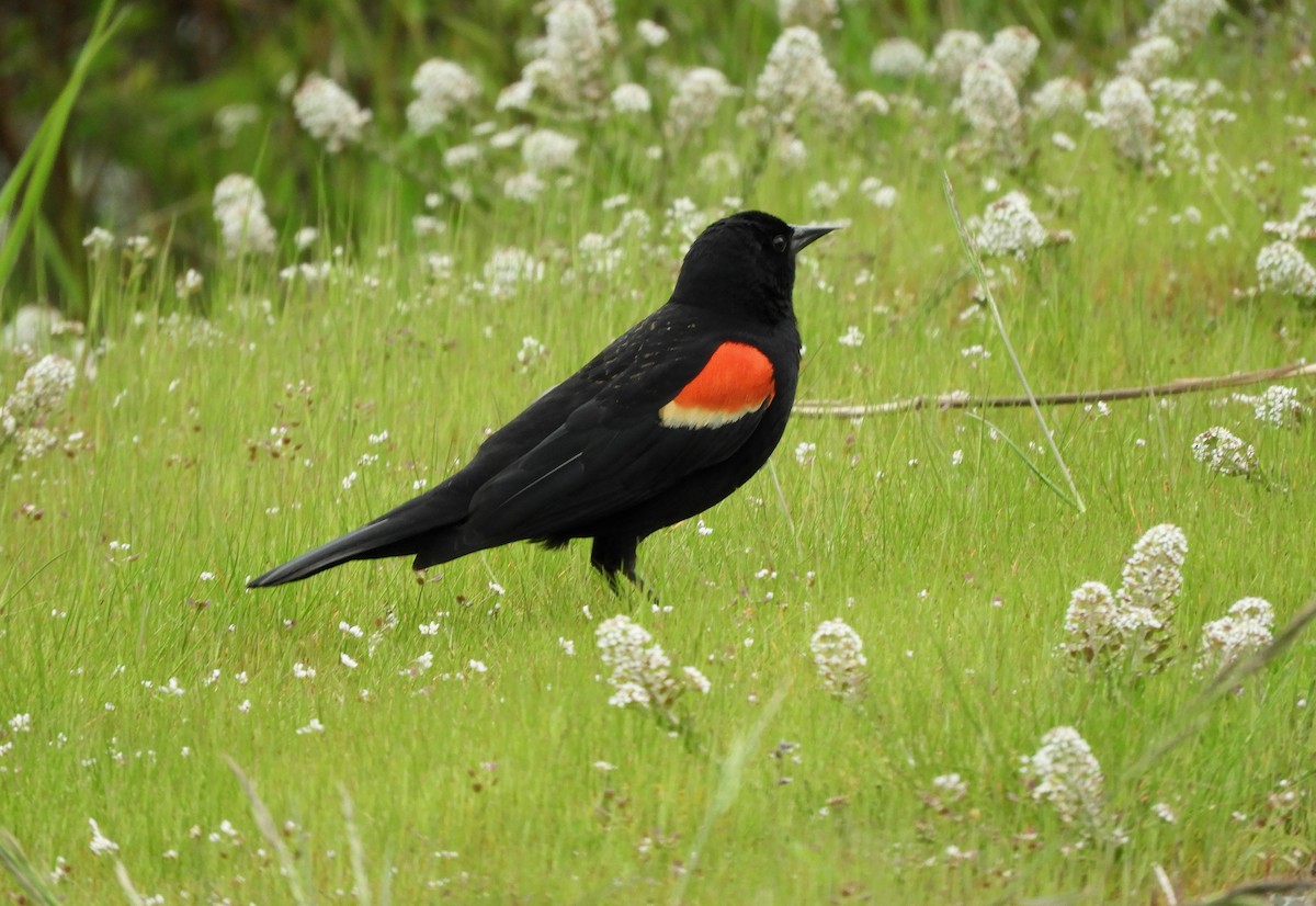 Red-winged Blackbird - ML618432684