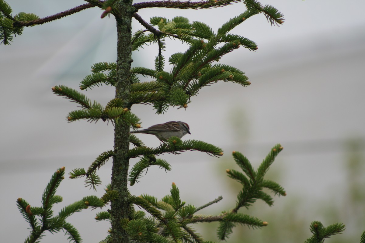 Chipping Sparrow - ML618432699