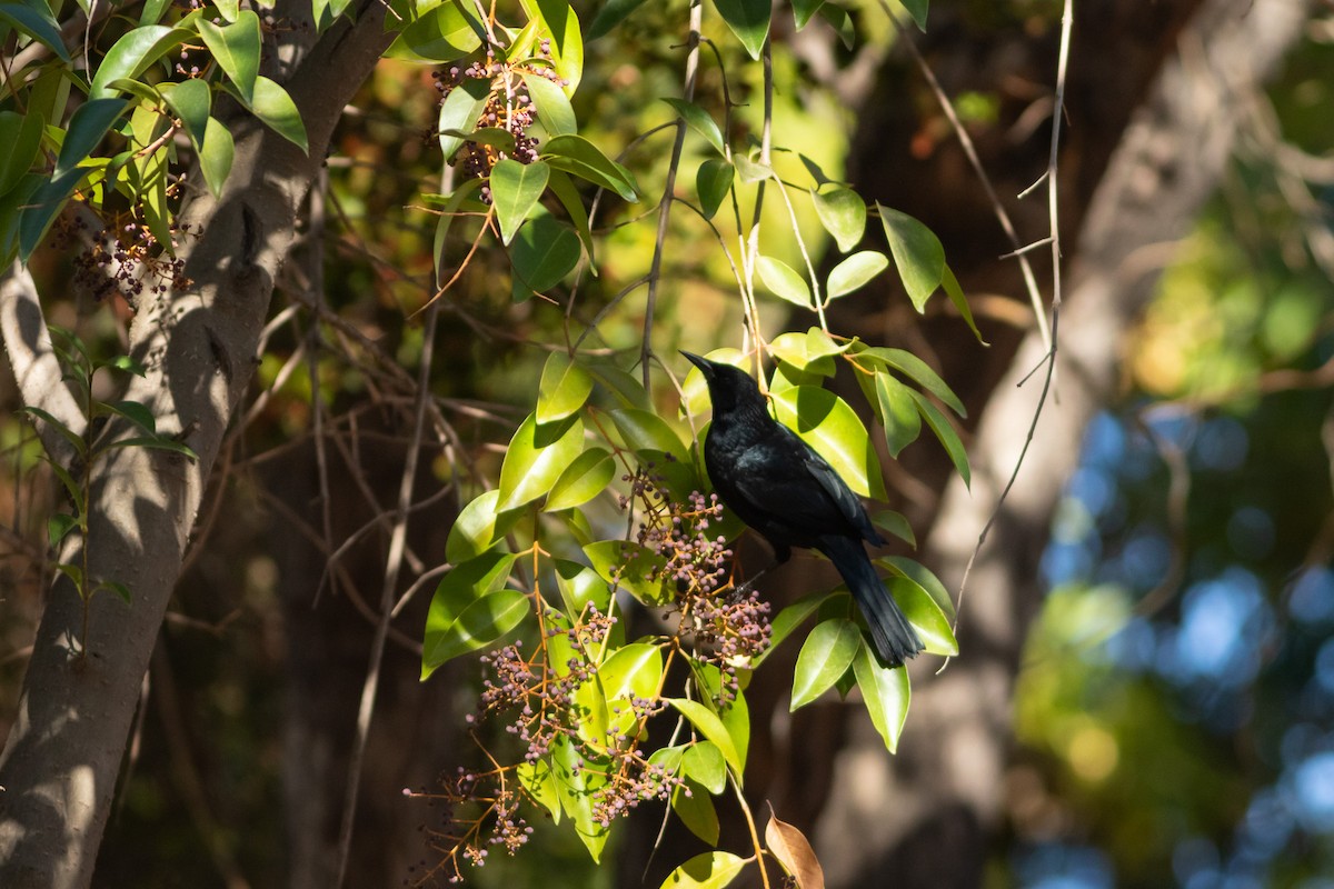 Austral Blackbird - ML618432700