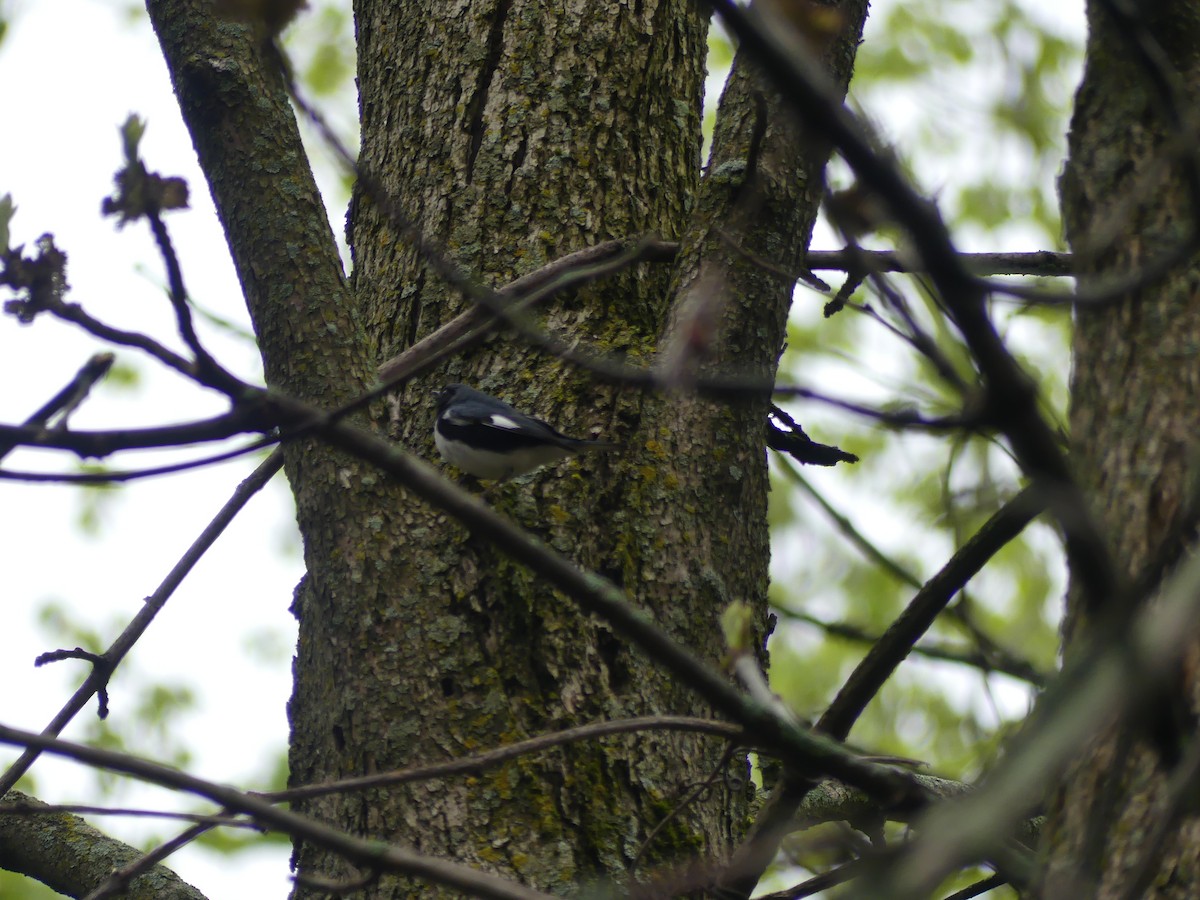Black-throated Blue Warbler - ML618432706