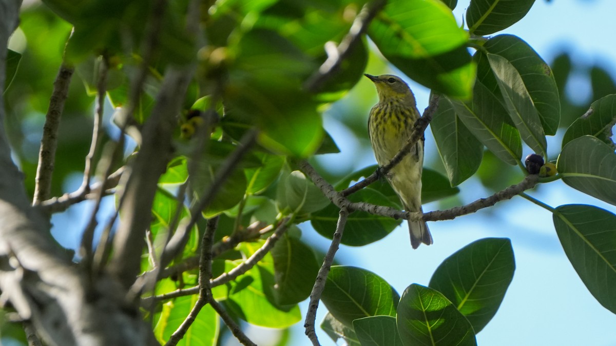 Cape May Warbler - ML618432713
