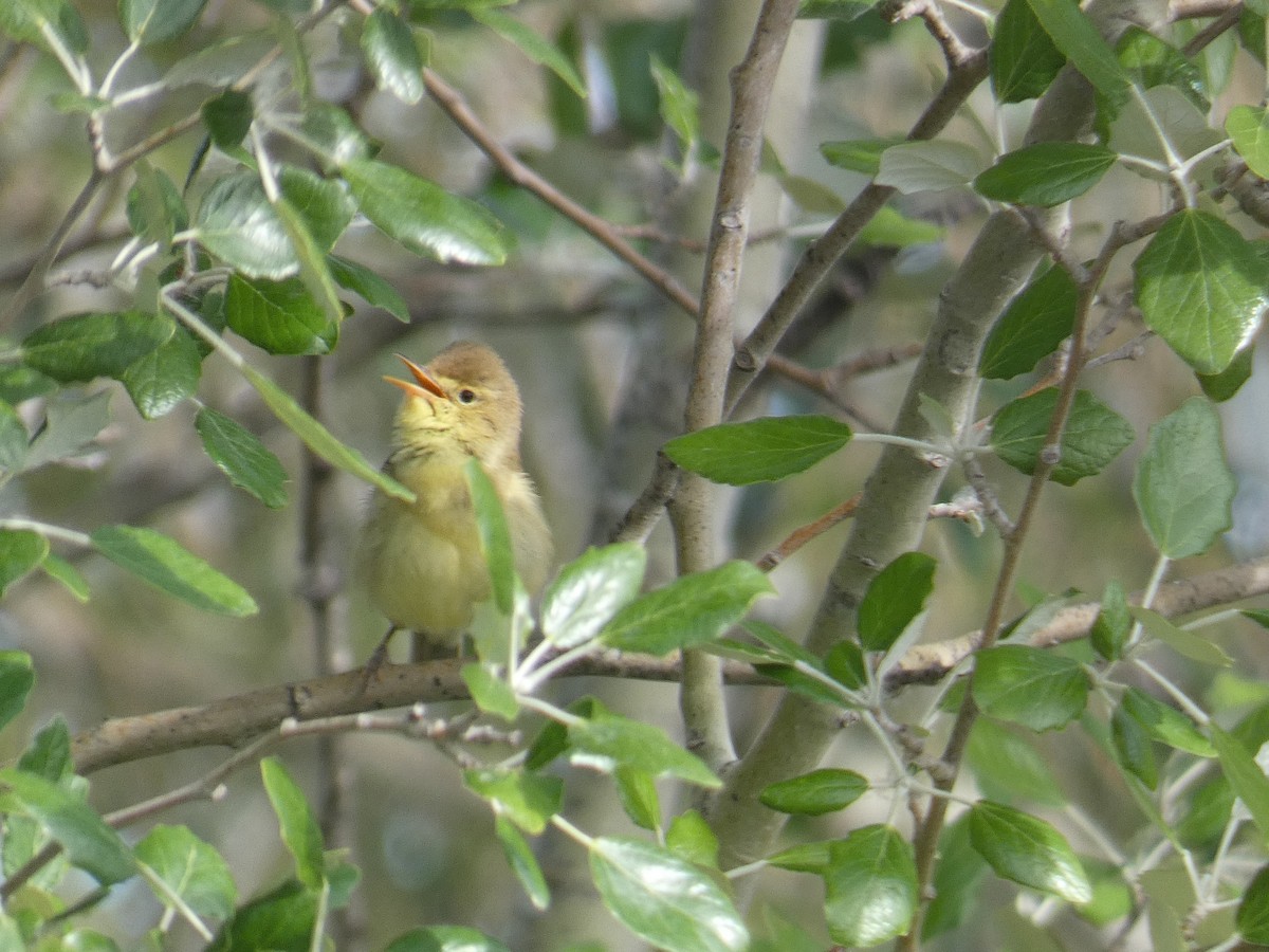 Melodious Warbler - ML618432728