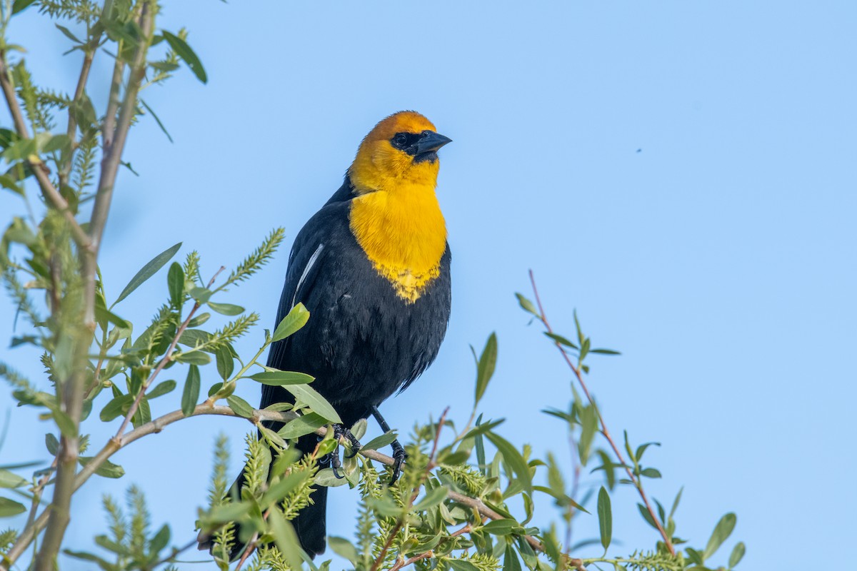 Yellow-headed Blackbird - ML618432745