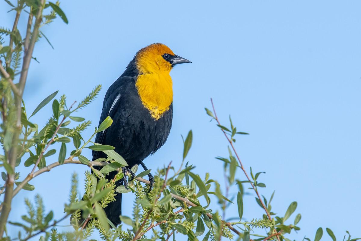 Yellow-headed Blackbird - ML618432746