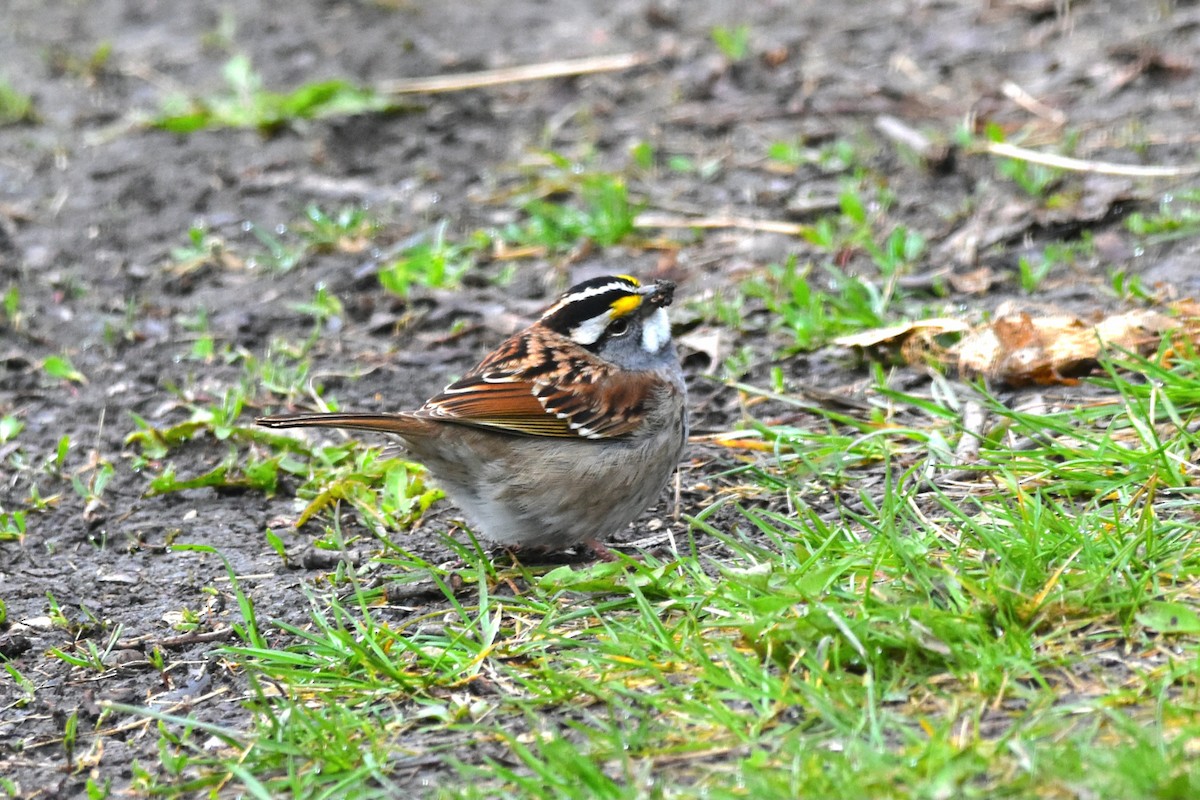 White-throated Sparrow - ML618432752