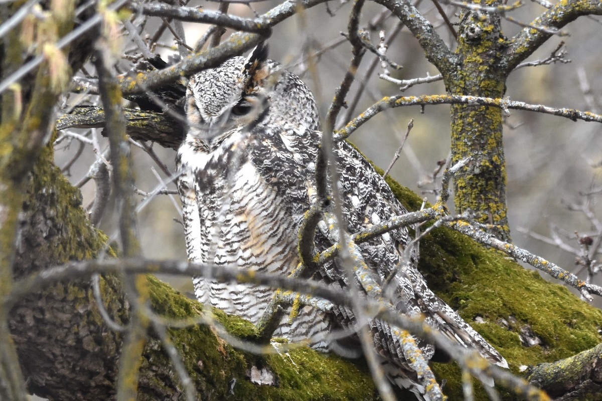 Great Horned Owl - ML618432764