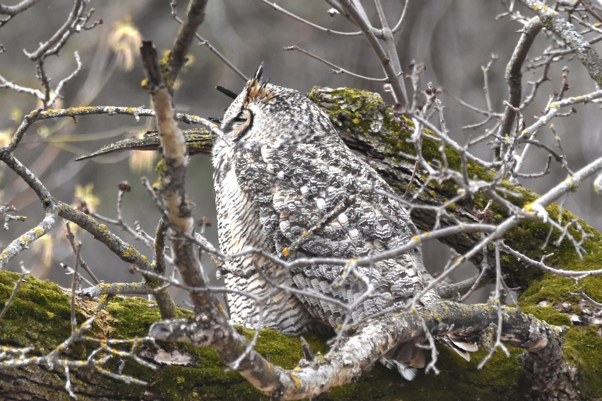 Great Horned Owl - ML618432769
