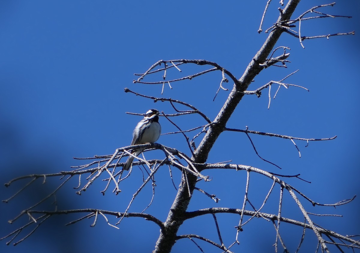 Black-throated Gray Warbler - ML618432770