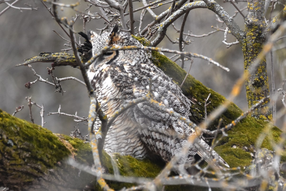 Great Horned Owl - ML618432778