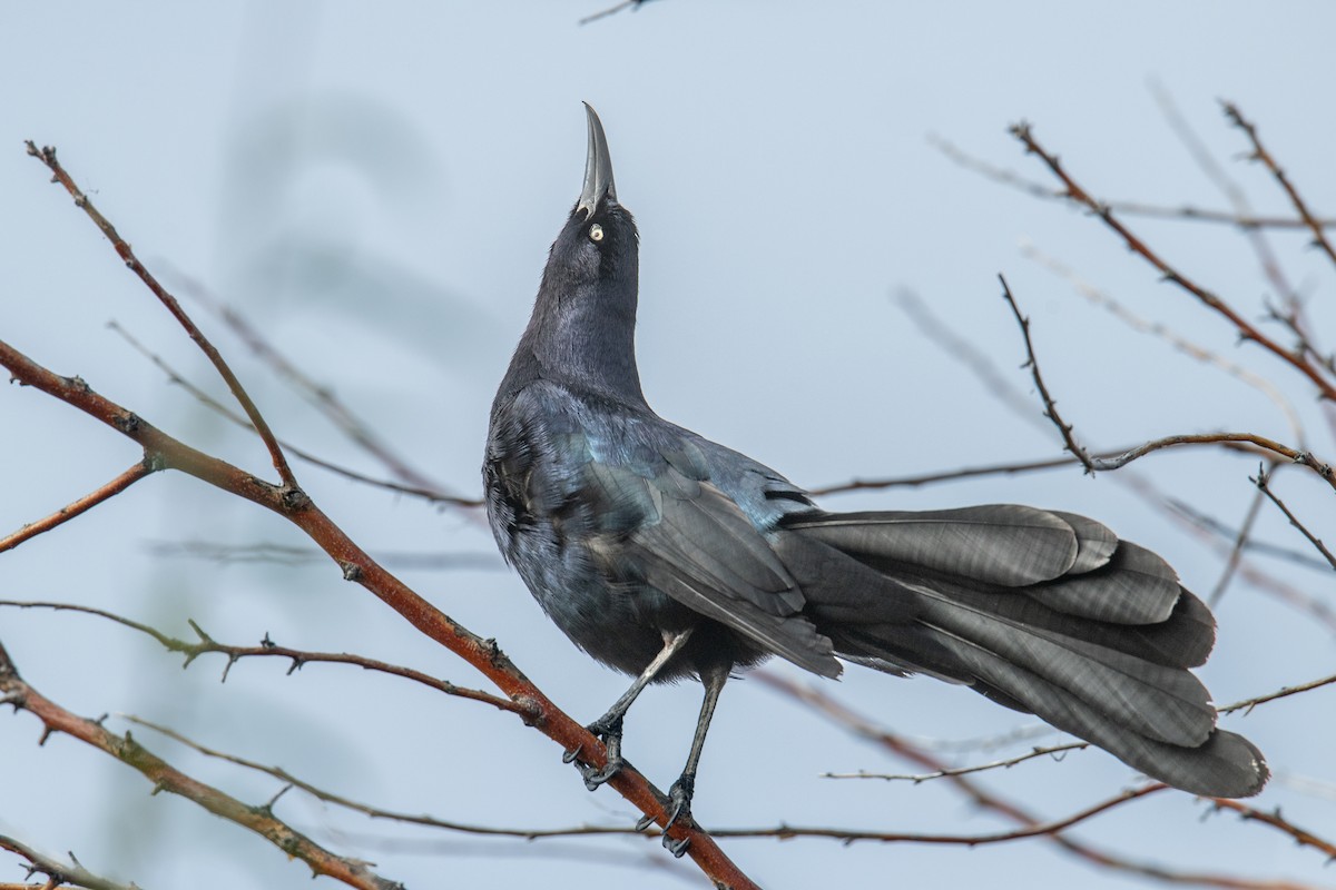 Great-tailed Grackle - ML618432787