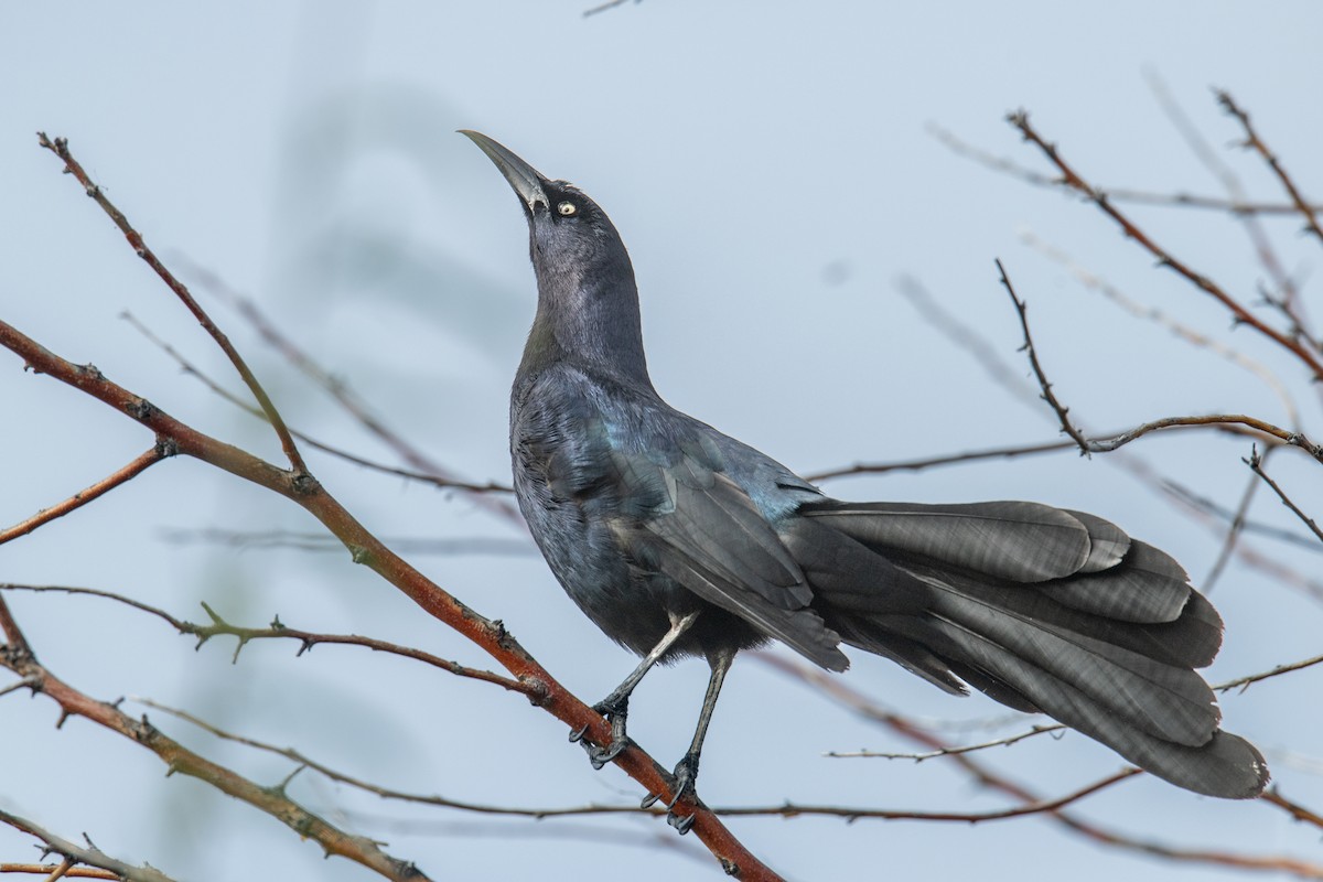 Great-tailed Grackle - ML618432788