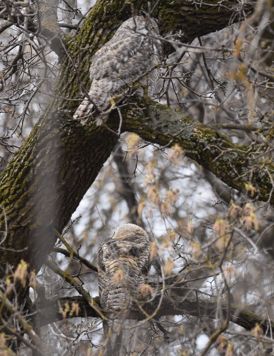 Great Horned Owl - ML618432789