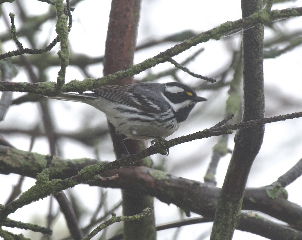 Black-throated Gray Warbler - ML618432791