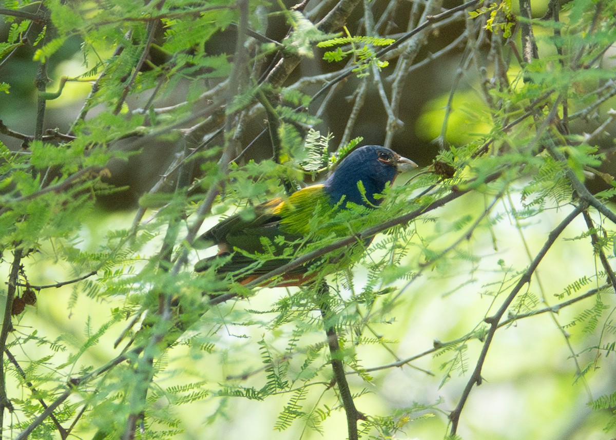 Painted Bunting - ML618432806