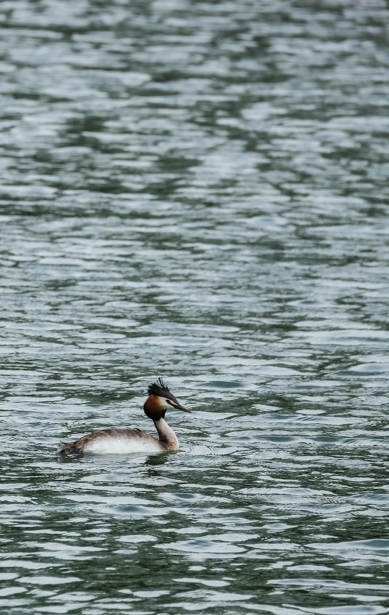 Great Crested Grebe - ML618432818
