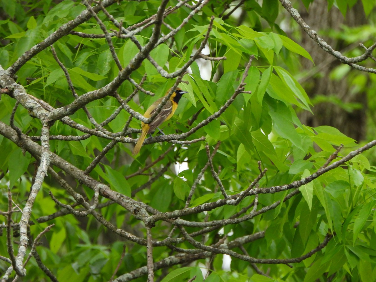 Orchard Oriole - ML618432833