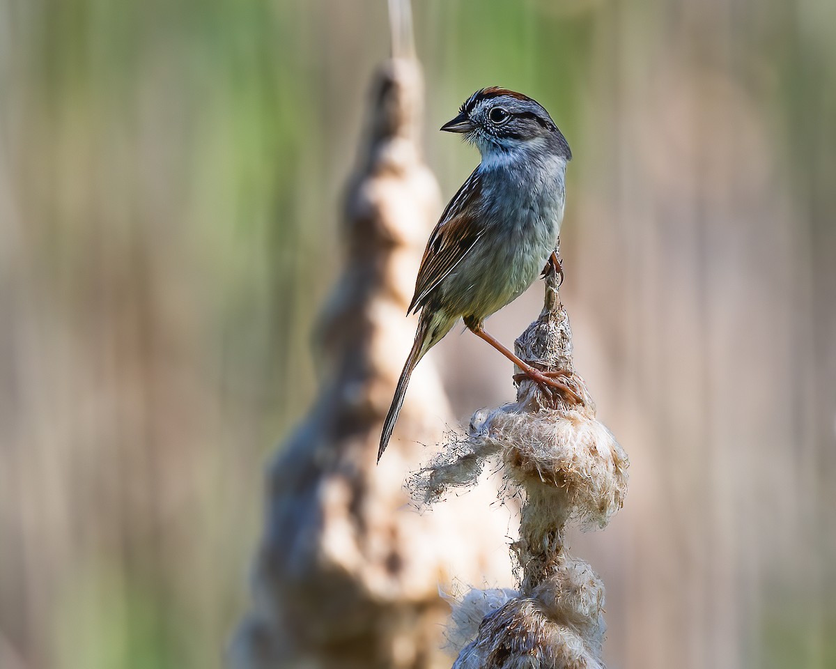 Swamp Sparrow - ML618432839