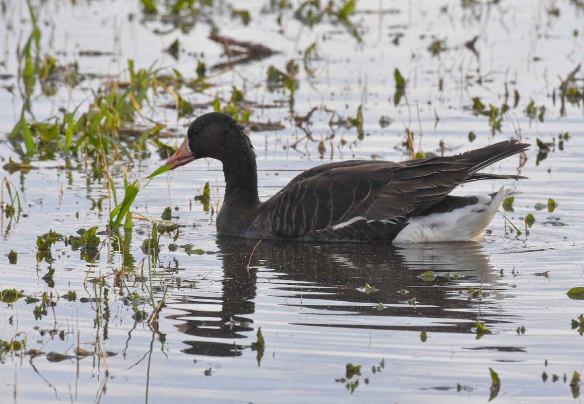 Greater White-fronted Goose - ML618432881