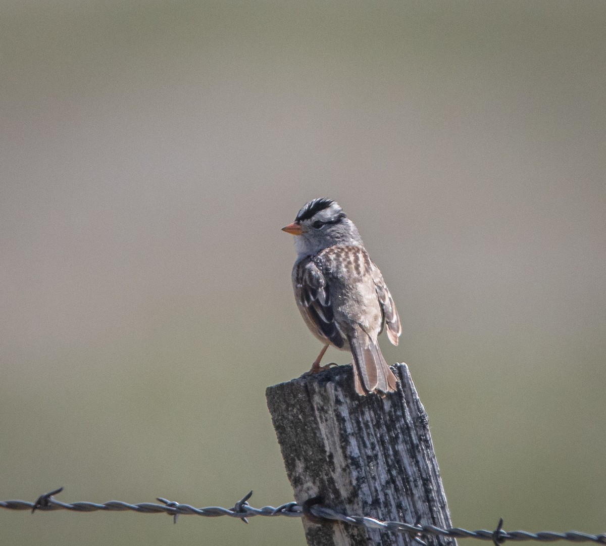 White-crowned Sparrow (Gambel's) - ML618432933