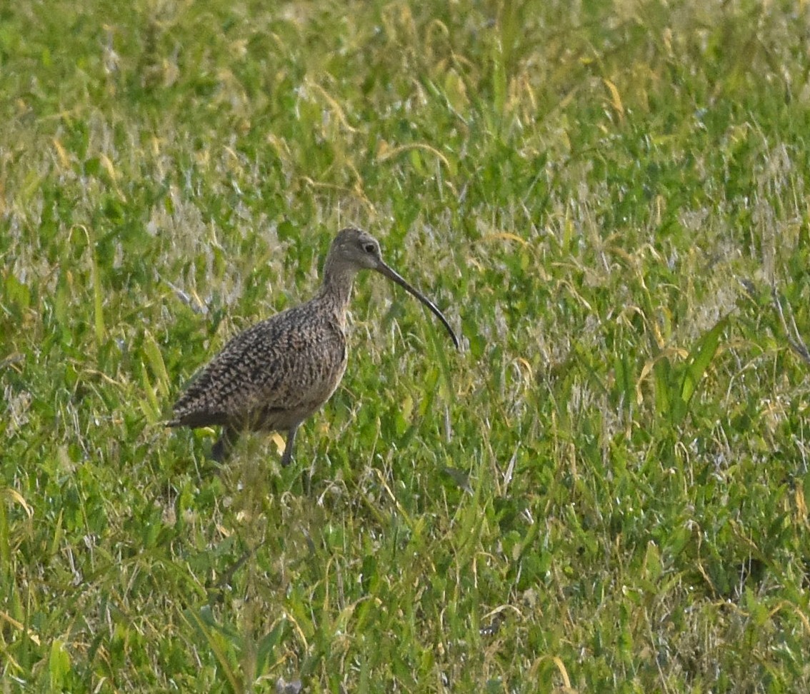 Long-billed Curlew - ML618432949