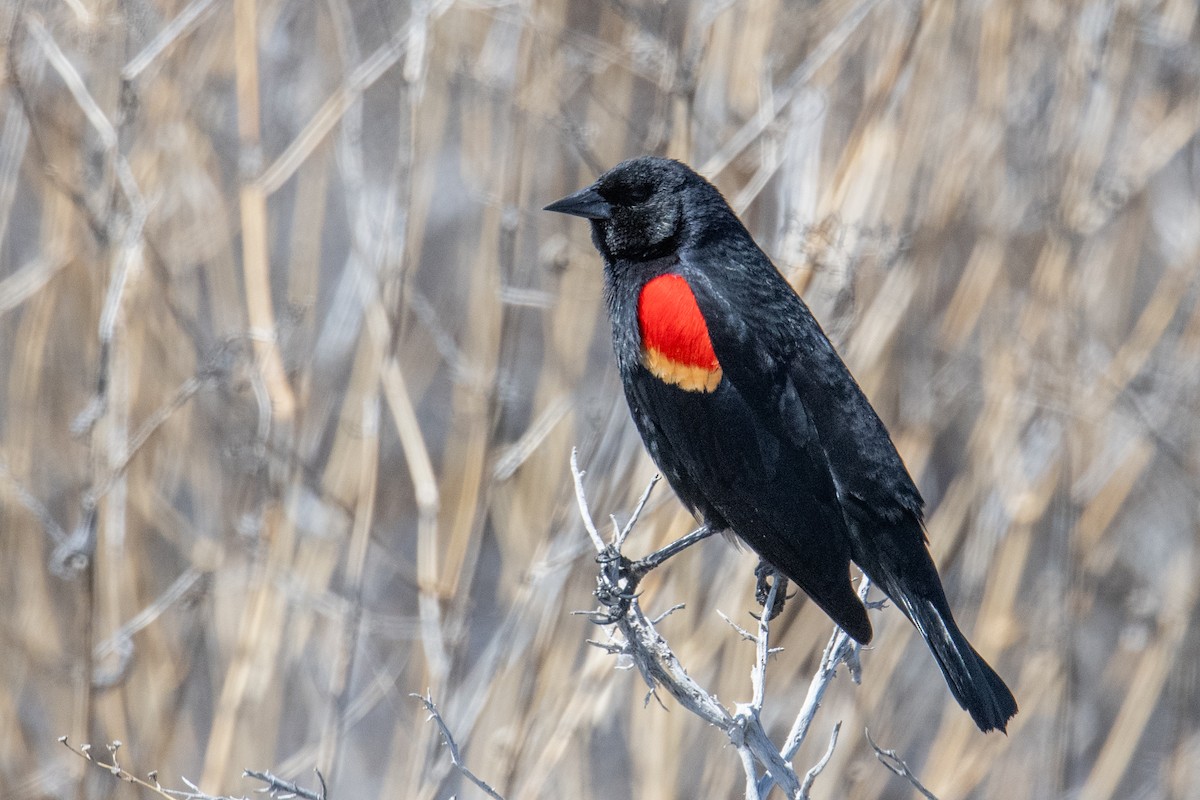 Red-winged Blackbird - Jeff Bleam