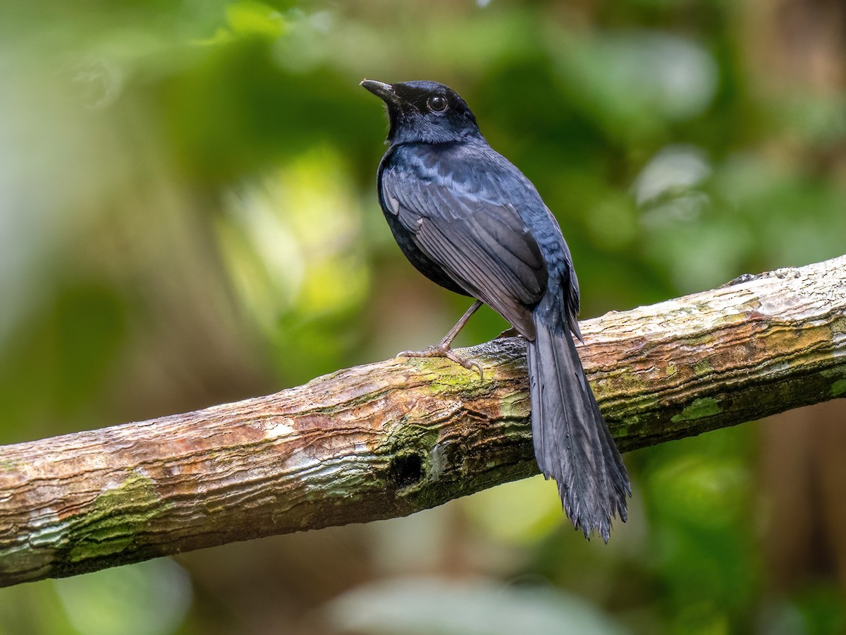 Black Shama Copsychus cebuensis Birds of the World