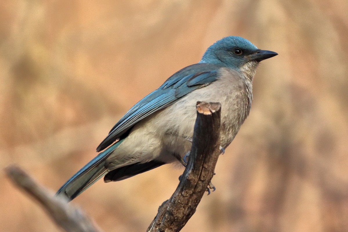 Mexican Jay - ML618433003