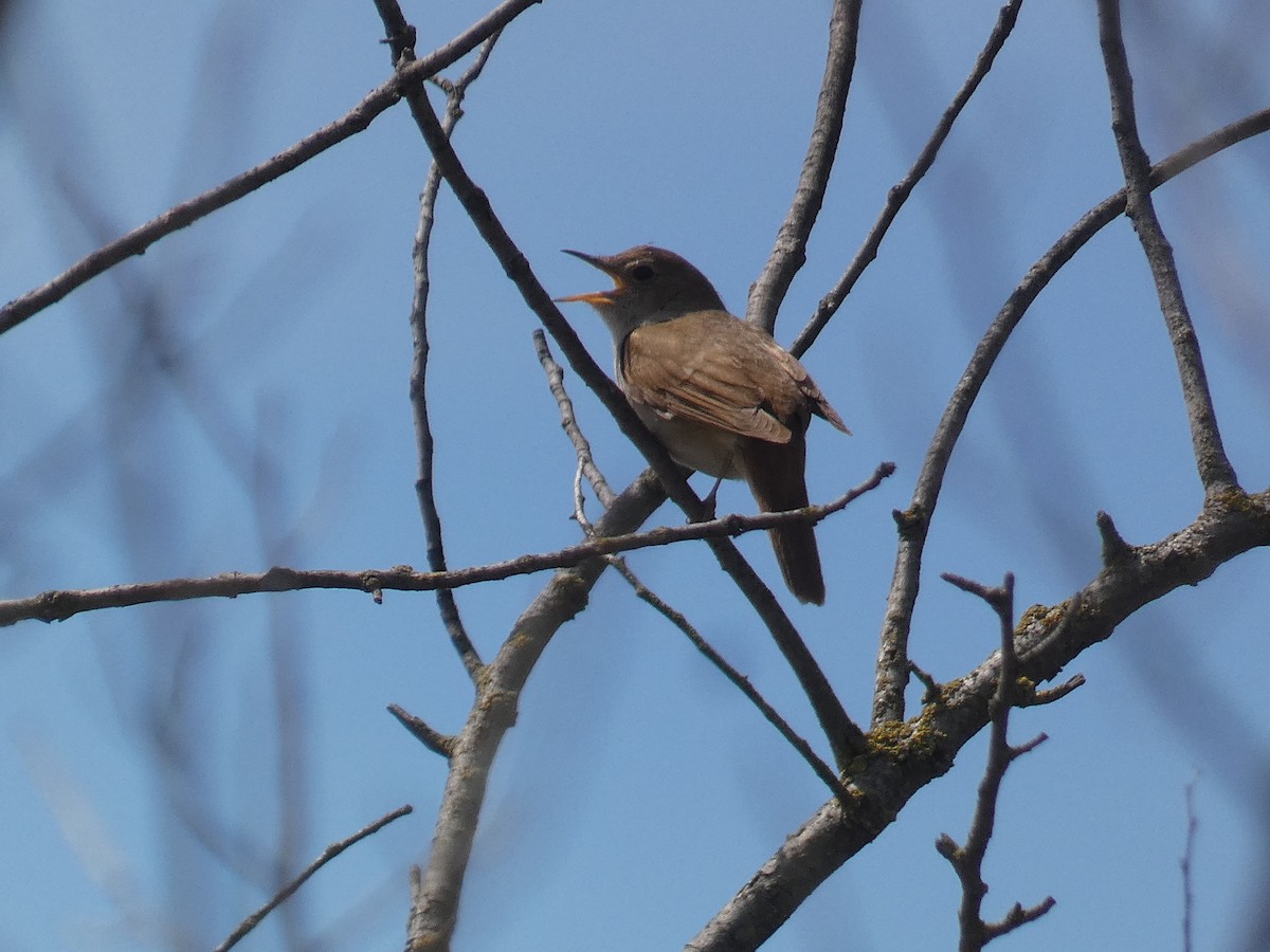 Common Nightingale - ML618433018