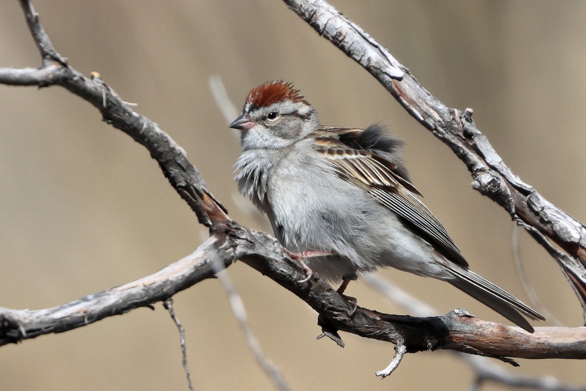 Chipping Sparrow - ML618433061