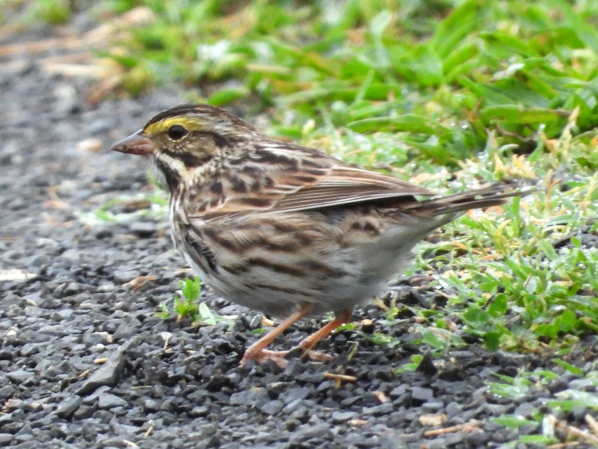 Savannah Sparrow - ML618433064