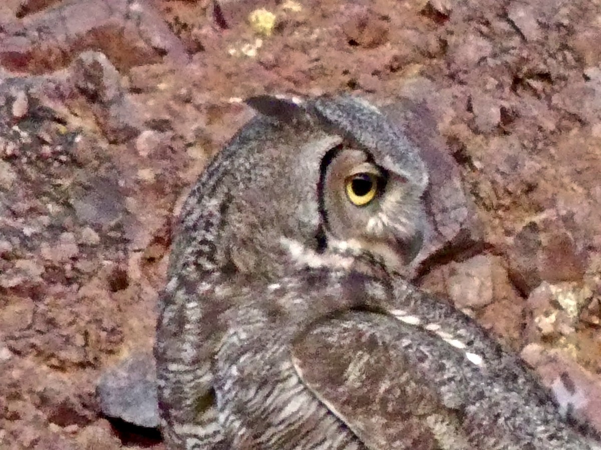Great Horned Owl - ML618433071