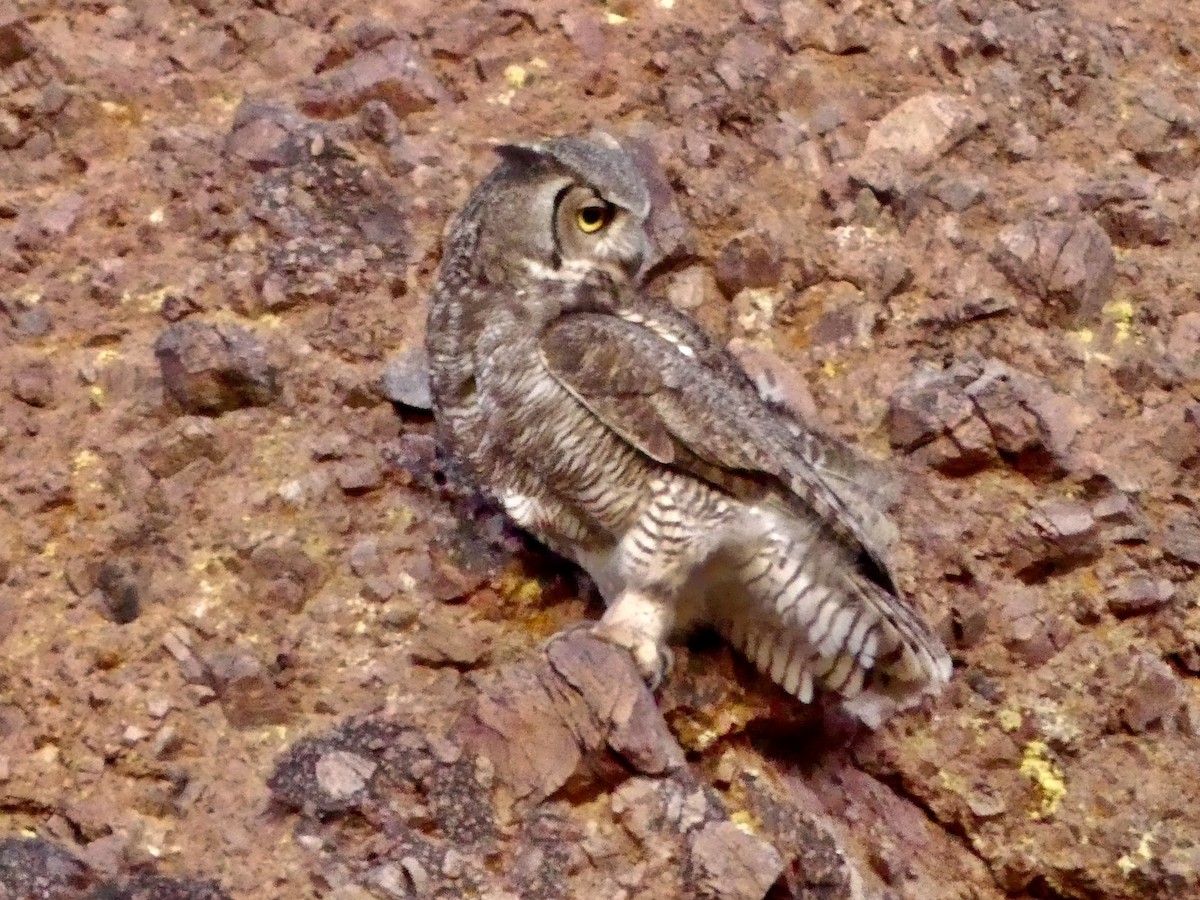 Great Horned Owl - ML618433072
