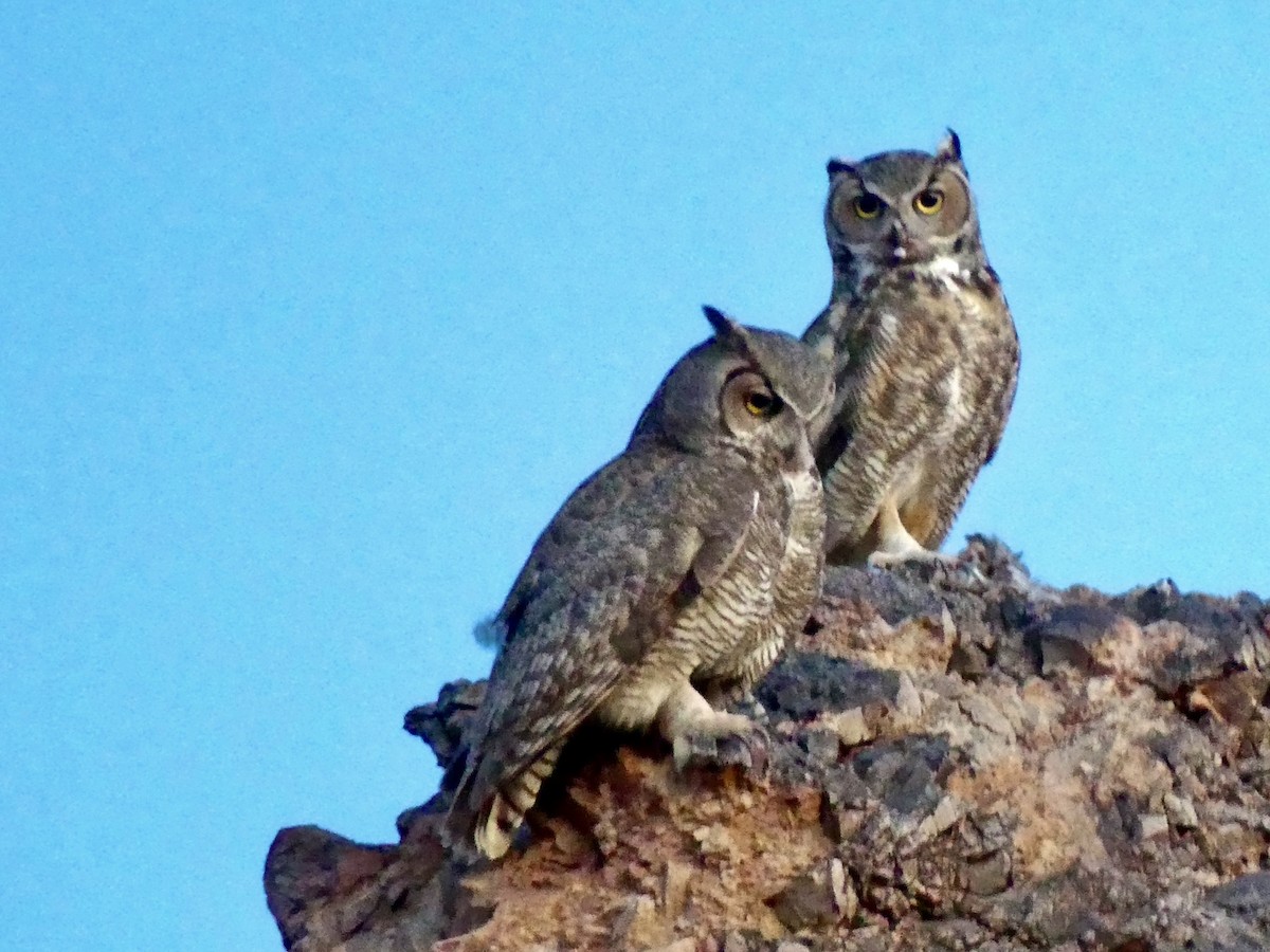 Great Horned Owl - ML618433074