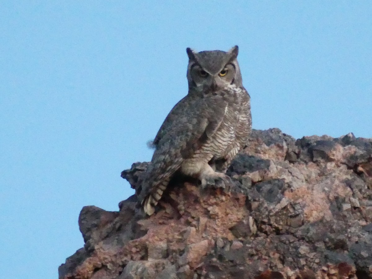 Great Horned Owl - Dennis Wolter