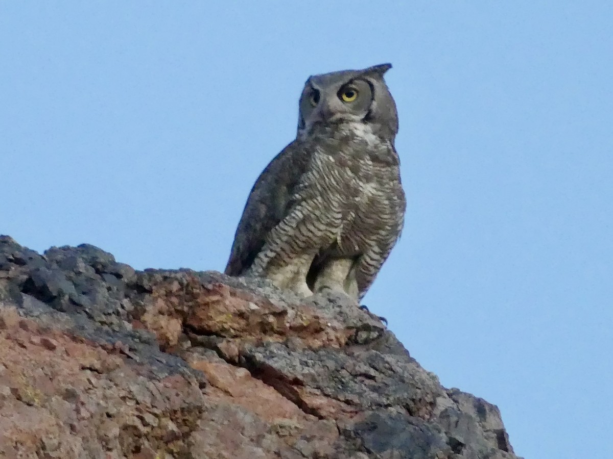 Great Horned Owl - ML618433076