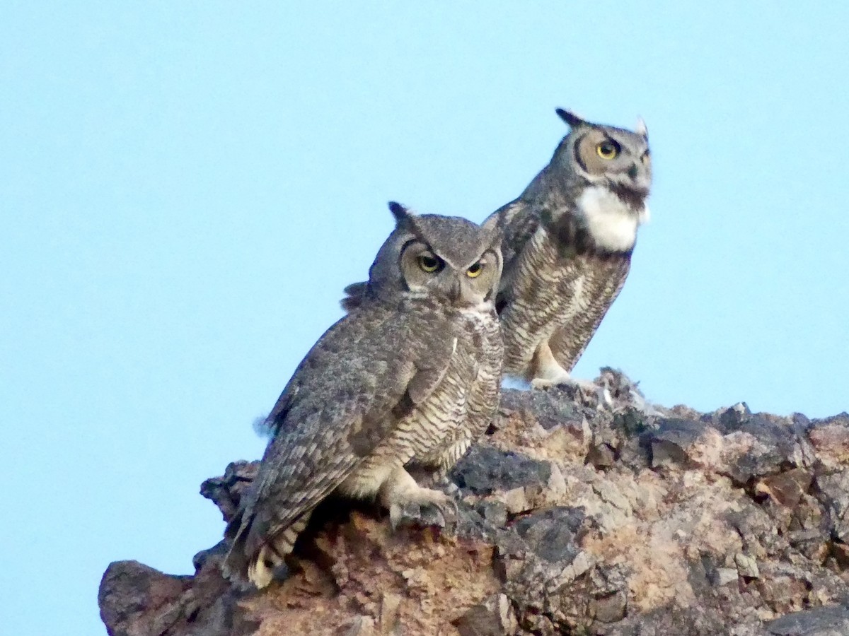 Great Horned Owl - ML618433077