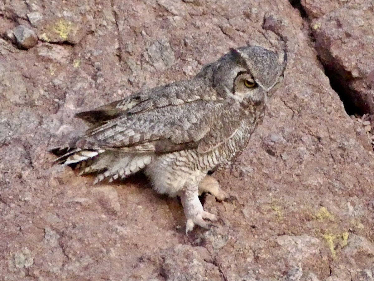 Great Horned Owl - ML618433078