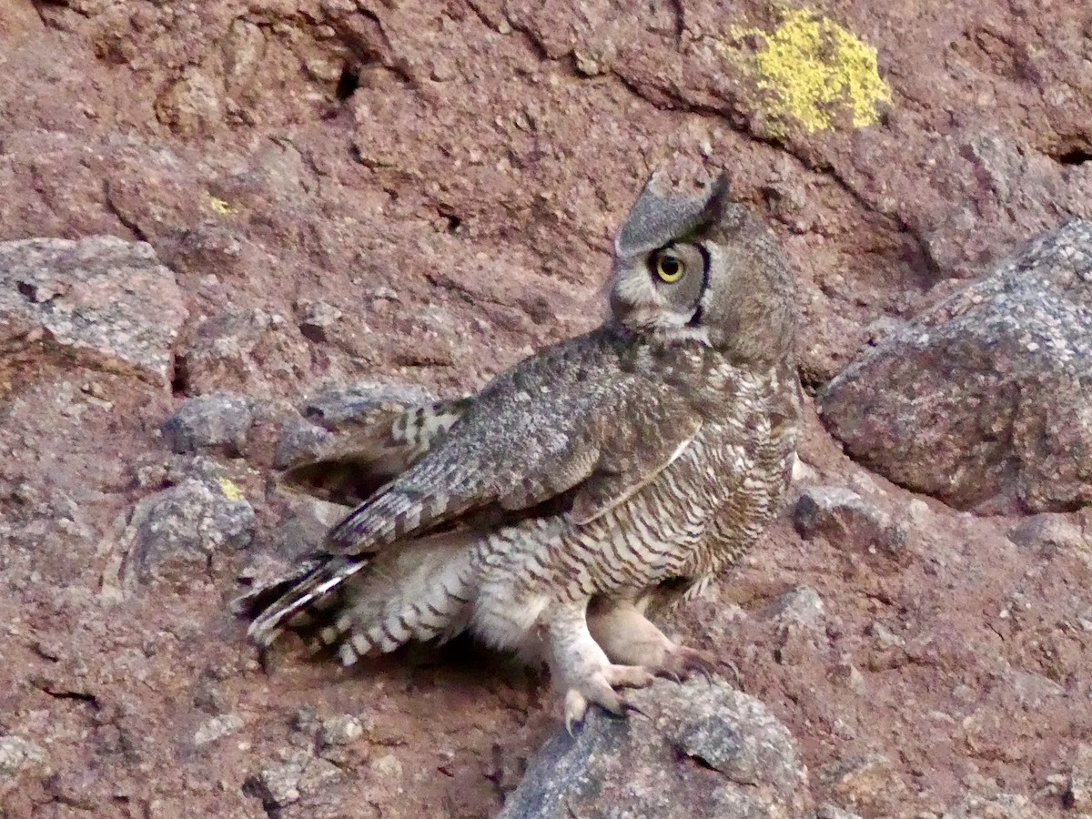 Great Horned Owl - ML618433079