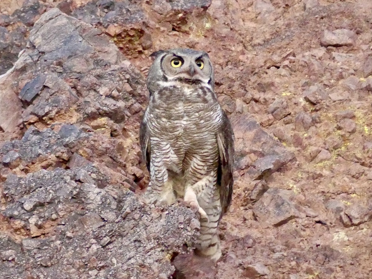 Great Horned Owl - ML618433080