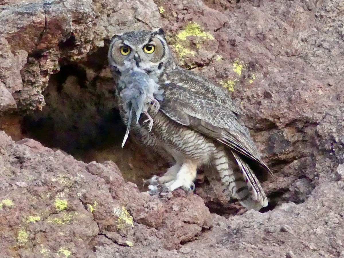 Great Horned Owl - ML618433081
