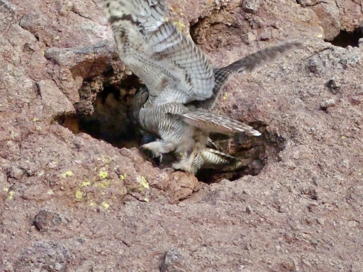 Great Horned Owl - ML618433083
