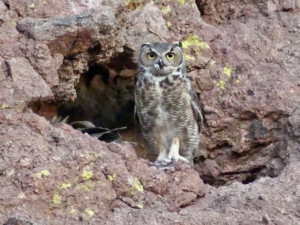 Great Horned Owl - ML618433084