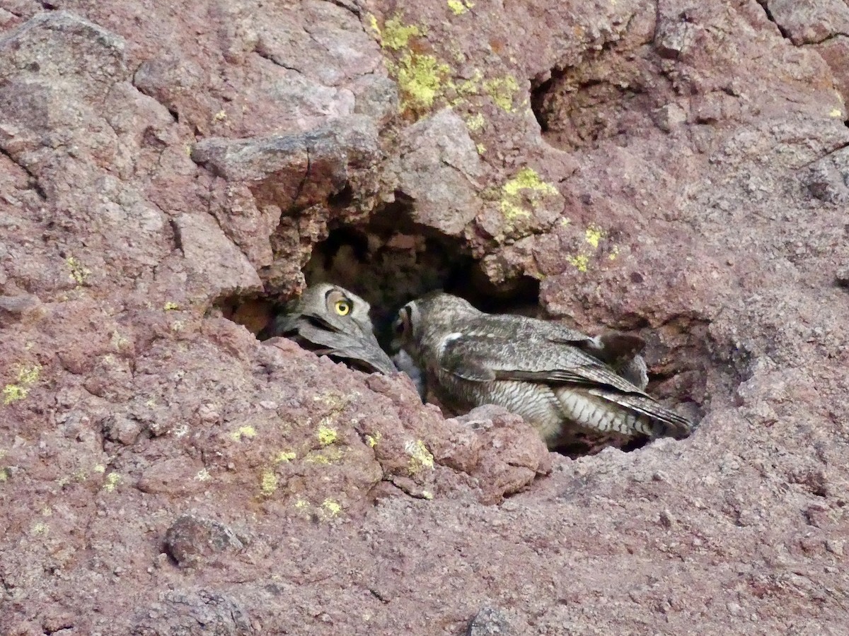 Great Horned Owl - ML618433087