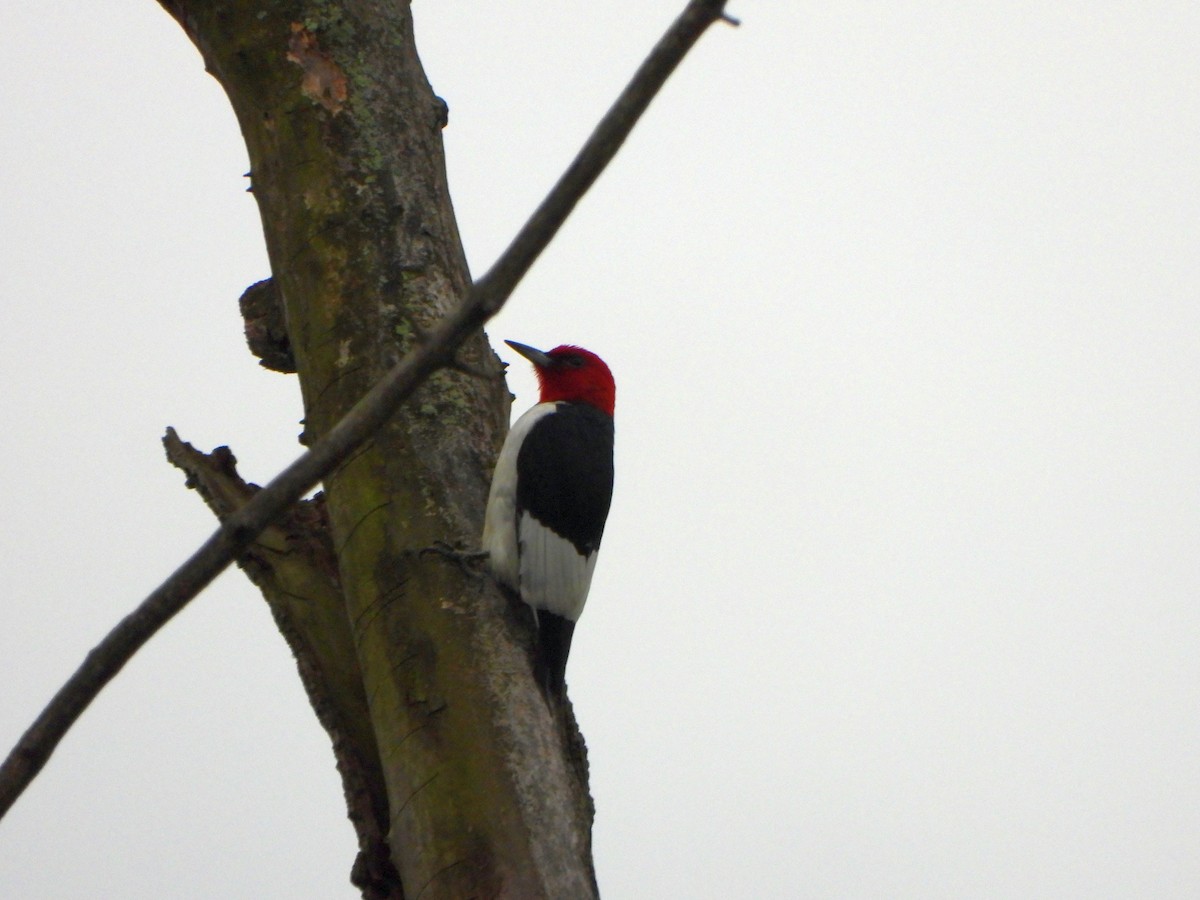 Red-headed Woodpecker - ML618433089